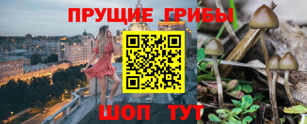 Галлюциногенные грибы Psilocybe Учалы